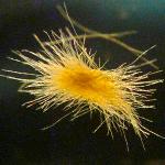 Carbon Dioxide Likely Controls Biodiversity of Keystone Organisms in Ocean Biology