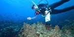 New Study to Understand Reaction of Deep-Sea Corals to Oil Exposure