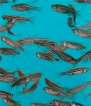 TAML Activators Enable Environmentally Friendly Breaking Down of Toxic Water Contaminants