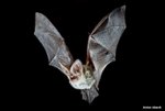 Hotspots of Genetic Diversity Under Threat from Climate Change