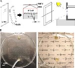 Bio-Inspired Approach Shows Promise for Effective Thermal Control of Window Surfaces