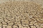 Terrestrial Ecosystems Absorb Less Carbon Dioxide Due to Extreme Climate Events