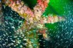 Heavy Metal Pollution May Not be Affecting Fish Around Southern California Oil Platforms