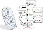 Metabolically-Engineered Microorganism Produces Gasoline
