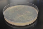 New Synthetic Metabolic Pathway Enables Increased Production of Biofuels
