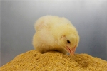 Valuable Proteins from Fermenters to Brew Bioethanol can be Used as Chicken-Feed