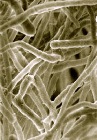 New Method to Test Potential Enzyme Mixture for Reducing Cost of Biofuels