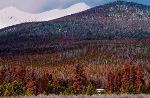 USDA Awards Grant to Develop Beetle-Killed Wood as Sustainable Feedstock for Distributed Bio-Refineries
