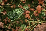 New Study Provides Key Insights into Biofuel Production