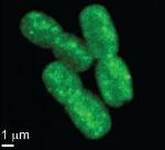 New Insights into Hardy Bacteria Help Improve Biofuel Production