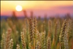 Researchers to Uncover the Minute Workings of Photosynthetic Protein, Photosystem II