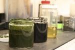 Continuous Chemical Process Produces Biocrude Oil Minutes After Pouring in Harvested Algae