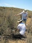 High Nitrogen Levels in Santa Monica Mountains May Adversely Impact Native Plants