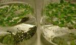 Duckweed Plant has Potential to Become Biofuel Powerhouse