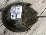 Delay in Blood Harvest Could Help Horseshoe Crabs