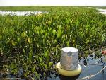 Freshwater Methane Release Increased by Global Warming