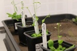 Research Casts Doubt over Potential of Biochar to Alleviate Climate Change