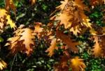 University of Southampton Research Shows Delay in Signs of Autumn Season