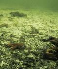 Nutrients from the Land Leading to Widespread Oxygen Depletion