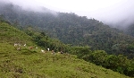 Changing Cattle Farming Land to Forest May Have Environmental and Ecological Benefits