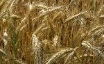 Mitigation Efforts could Decrease Nitrogen Pollution by 50%