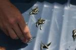 Logging, Mining, and Forest Fires Will Affect Aquatic and Terrestrial Food Chains