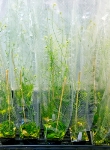 DOE's JBEI Unveils First Glycosyltransferase Clone Collection for Advanced Biofuels Research