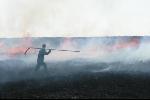 Harvesting Energy from Heather Could Help UK Meet Bioenergy Targets