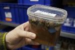 Large Amounts of Microplastics May be Passing to the Marine Food Chain