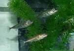 Study Reveals How Noise Pollution Potentially Impacts Aquatic Ecosystems