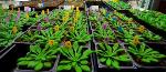 Unique Assay Helps Advance Genetic Engineering of ‘Fuel’ Crops for Clean, Renewable Bioenergy