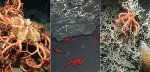 Researchers Highlight the Importance of Deep-Sea Conservation