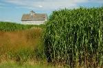 Illinois Researchers Develop Regulations to Keep Invasive Biofuels Crops in Check