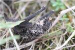 Wind Turbines Blamed for Death of Numerous Bats