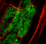 Cornell Study Investigates Genetics to Improve Plant Feedstocks for Production of Bioenergy