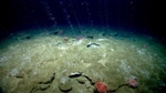 MSU Geologist Discovers Methane Seeps in Unlikely Spots in the U.S. Atlantic Margin
