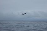 Aircraft Campaign Measures Methane Emissions from Ocean to Atmosphere