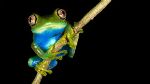 Most Models of Climate Change Effects Leave Some Threatened Amphibians Invisible