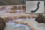'Extremophile' Bacteria Could Address Nuclear Waste Disposal Problem