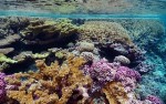 NSF Grants $11.4 Million to Address Concerns for Acidifying Oceans