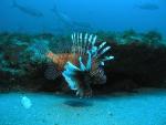 Warming Water Temperatures May Allow Expansion of Invasive Tropical Fish Species