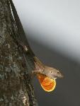 Some Tropical Lizards May be Able to Adapt to Climate Change