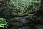 Climate Warming Does Not Accelerate Soil Organic Carbon Decomposition Despite Increases in Ecosystem Productivity