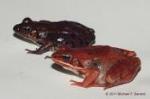 Wood Frogs Breed Earlier and Produce Fewer Eggs Due to Climate Change