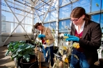 Potential Rewards and Drawbacks of Developing Large-Scale Biofuels Production