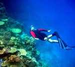 Pollution, Global Warming and Ocean Acidification Threaten Coral Ecosystem
