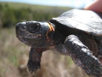 Scientists Test Ability of Warning Systems to Identify Species Vulnerable to Climate Change