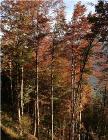 Species Diversity Does Not Improve Tree Resistance to Drought in Forest Ecosystems