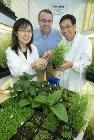 Innovative Method Increases Accumulation of Oil in Plant Leaves