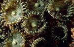 Little is Known About ‘Center of Marine Biodiversity’ in the Indo-Pacific Ocean